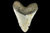 Huge, Fossil Megalodon Tooth - North Carolina #124321-2